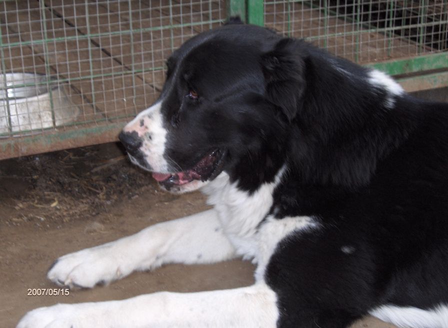 Boszporusi-naptűz-zorba