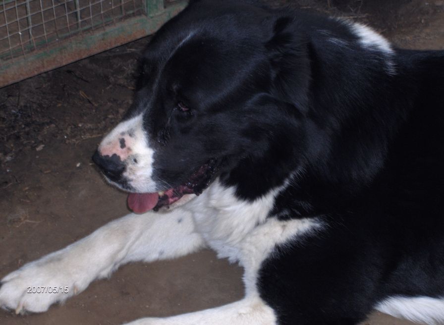 Boszporuszi-Naptűz-Zorba