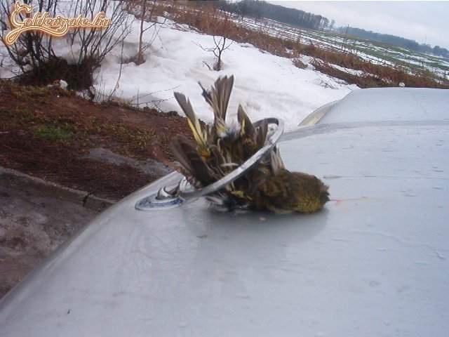 pic_gg_kismalac_00001079.jpg