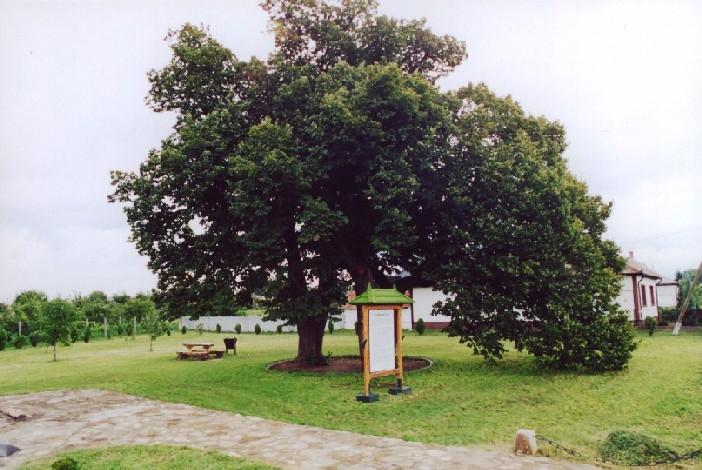 061-a-Kapolnai_harsak.jpg - Kpolnai hrsak