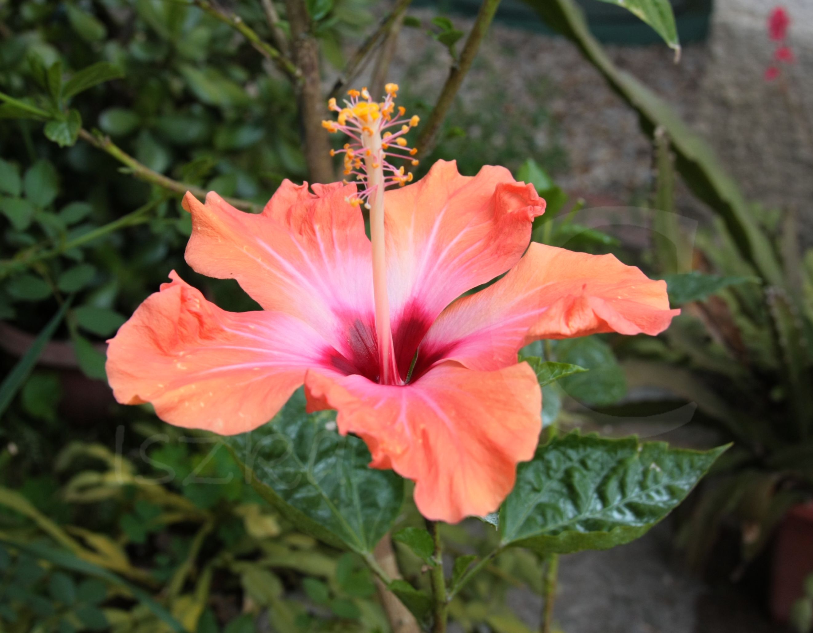 hibiscus, hibiszkusz, hibiscus flower yellow
