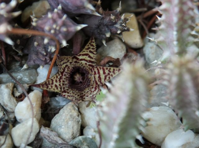 Huernia volkartii
