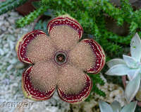 edithcolea grandis