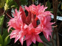 rhododendron