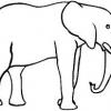 elefant