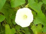 DSC00605.JPG