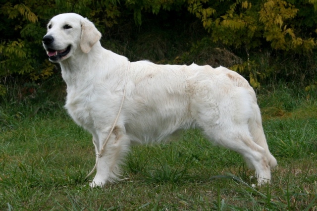 Shamrock Golden Dancer