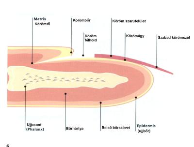 KÖRÖMRÁGÁS