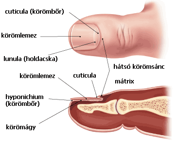 anatomy_of_the_toenail
