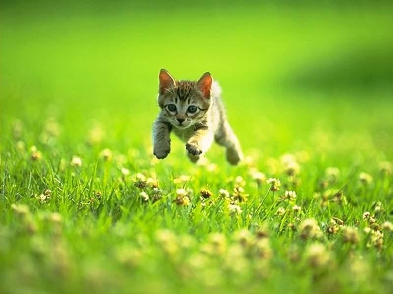 Teljes mrethez kattints a kpre