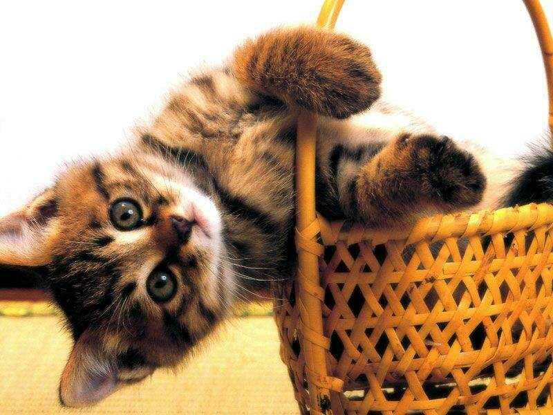 Teljes mrethez kattints a kpre
