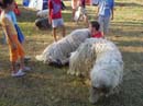 Elsõ Jurtatábor Gébárton jul 8-15.ig 080