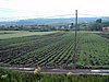 Szkely Gyors 2009 018.jpg