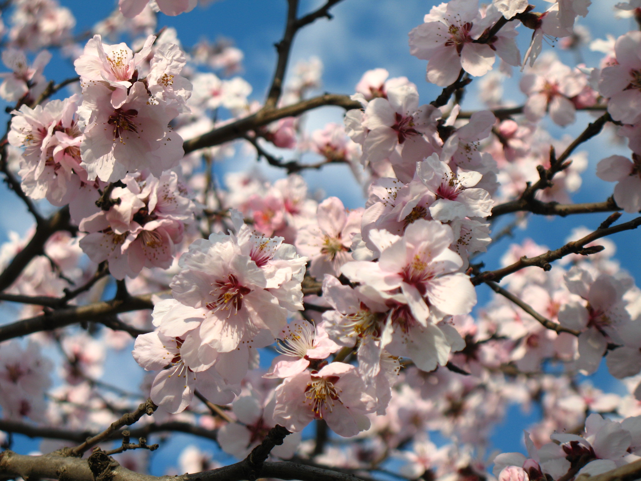 r&uuml;gyez&otilde; fa