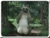 avatar_038.gif