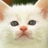 avatar_083.gif
