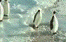 avatar_150.gif