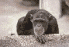 avatar_273.gif