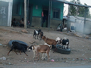 afrika0633.jpg