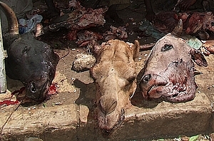 afrika0729a.jpg