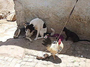 afrika0985.jpg