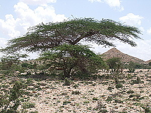 afrika1529.jpg