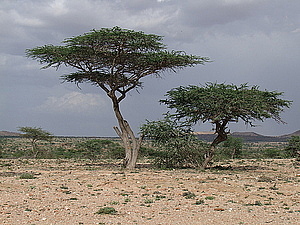 afrika1761.jpg