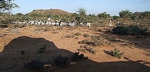 afrika2193a.jpg