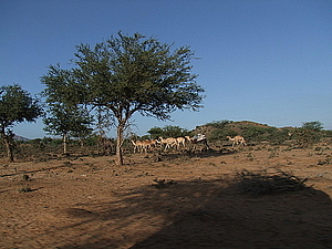 afrika2194.jpg