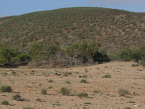 afrika2215.jpg