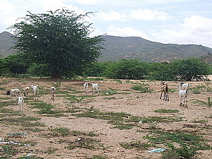 afrika2235.jpg