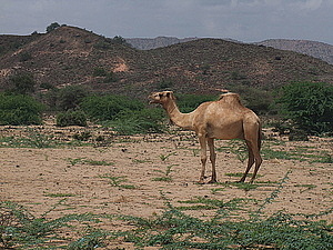 afrika2237.jpg