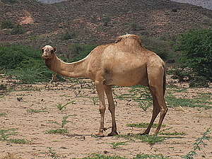 afrika2240.jpg