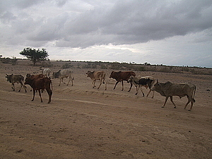 afrika2405.jpg