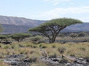 afrika2627.jpg
