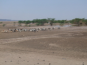 afrika2770.jpg