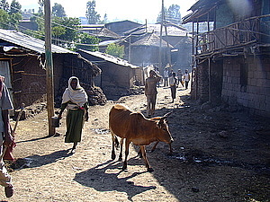 afrika3012_afrika3072.jpg