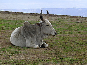 afrika3183.jpg