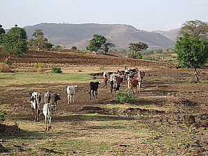 afrika3435.jpg