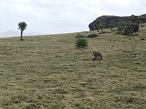 afrika4108.jpg
