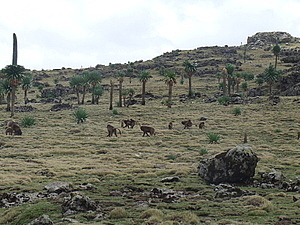afrika4124.jpg