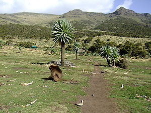afrika4333.jpg
