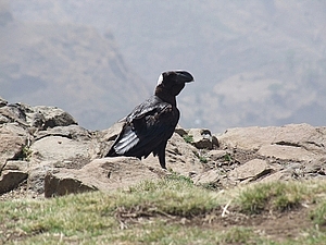 afrika3850a.jpg