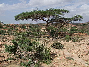 afrika1724.jpg