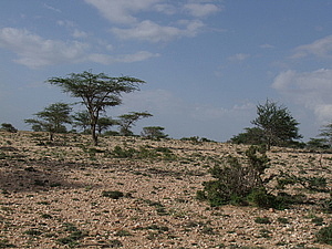 afrika1764.jpg