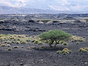 afrika2622a.jpg