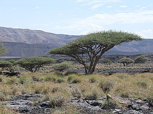 afrika2627.jpg