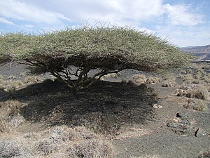 afrika2634.jpg