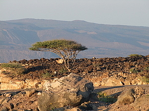 afrika2660.jpg