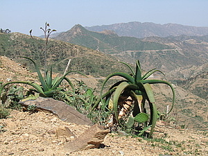 afrika6812.jpg